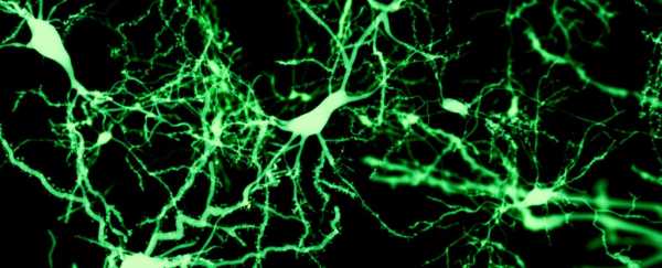 Ученые нашли признаки развития новейших нейронов даже в мозге человека, которому 87 лет 1