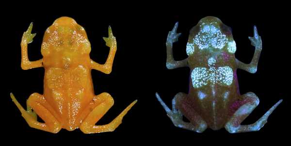 Посмотрите на очень редких жаб Brachycephalus ephippium, у которых светится скелет 17