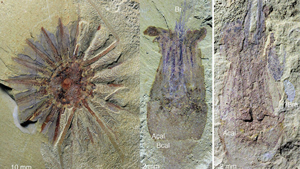 Палеонтологи нашли останки старого «ктулху» в Китае 7