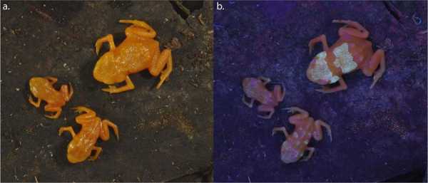 Посмотрите на очень редких жаб Brachycephalus ephippium, у которых светится скелет 19