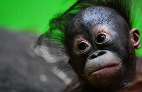 Россиянина задержали за контрабанду орангутана с Бали 7