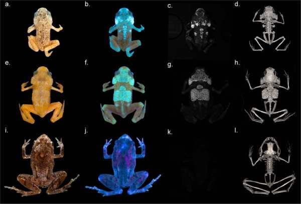 Посмотрите на очень редких жаб Brachycephalus ephippium, у которых светится скелет 36