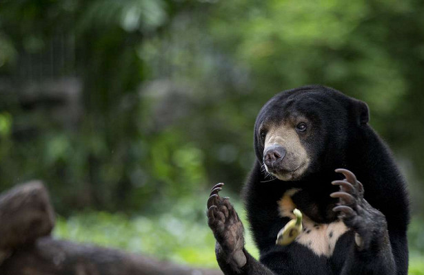 Биологи узнали, что малайские медведи копируют мимику друг дружку 7