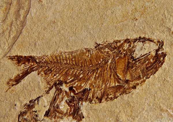Исследователи нашли окаменелости рыб, погибших вместе с динозаврами