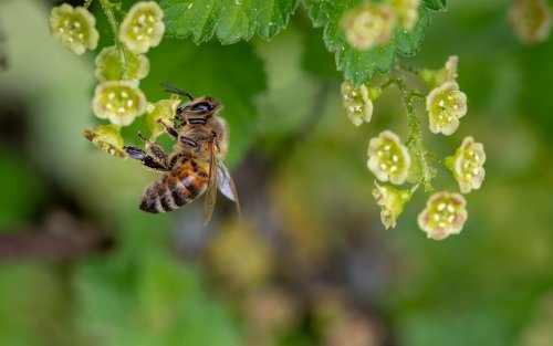 Морган Фриман превратил своё ранчо в пчелиный заповедник, чтобы спасти планету (4 фото)