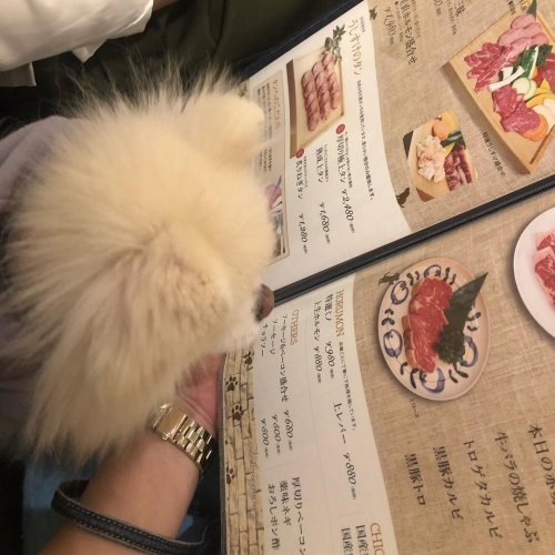 В Японии есть рестораны, где можно самому пожарить себе блюдо на гриле. А теперь туда можно прийти поесть вместе со своей собакой! (4 фото + 3 видео) 21