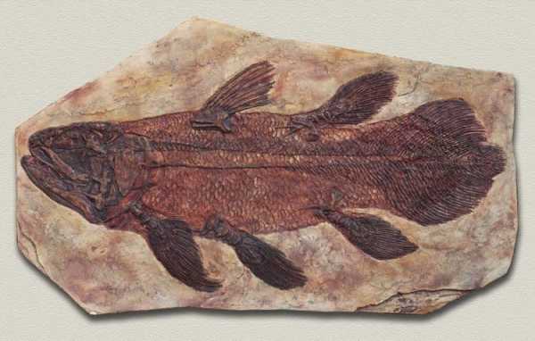 Исследователи нашли окаменелости рыб, погибших вместе с динозаврами