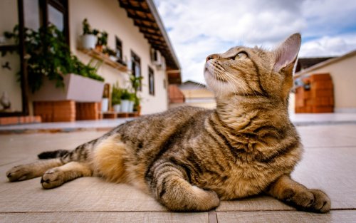 Кошки прекрасно понимают, когда их зовут — они просто игнорируют нас. И японские исследователи это подтверждают (6 фото)