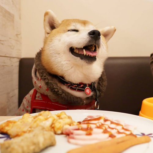 В Японии есть рестораны, где можно самому пожарить себе блюдо на гриле. А теперь туда можно прийти поесть вместе со своей собакой! (4 фото + 3 видео) 25
