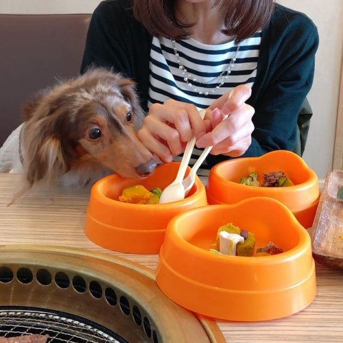 В Японии есть рестораны, где можно самому пожарить себе блюдо на гриле. А теперь туда можно прийти поесть вместе со своей собакой! (4 фото + 3 видео) 23