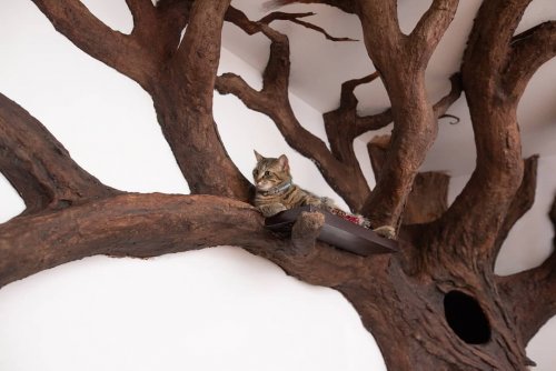 Дерево для настоящего учёного кота (7 фото) 31