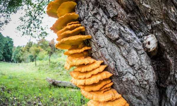 В Канаде обнаружили самый древний гриб на Земле. Ему почти 1 млрд лет 1