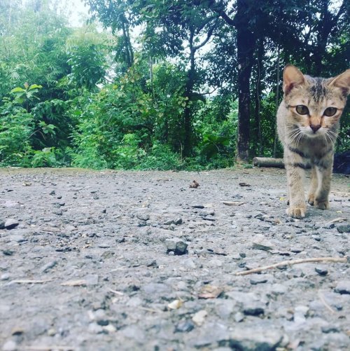 Котёнок разгрыз провод от хозяйских наушников, а через час принёс новый "провод" (3 фото) 15