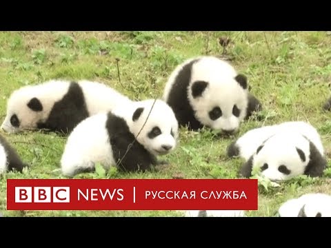 Китайская панда-дипломатия: во что она обойдется России?