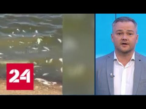"Погода 24": рыба гибнет от жары - Россия 24
