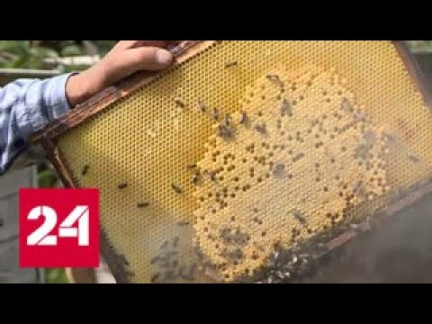 Яд с полей. Эксперты объяснили массовую гибель пчел - Россия 24