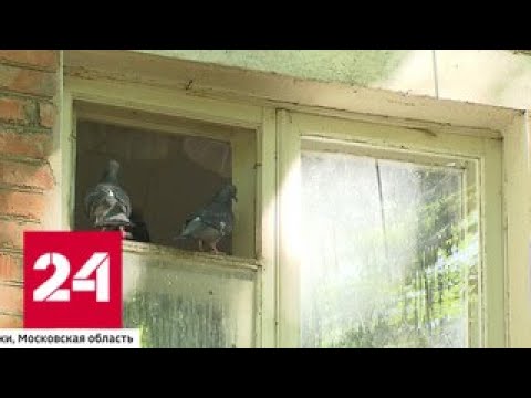 В Химках голуби терроризируют жильцов дома - Россия 24