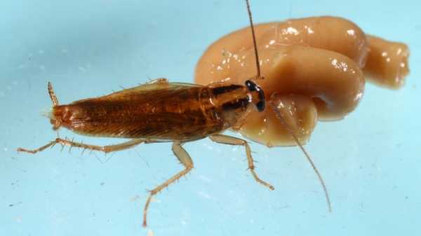 У тараканов обнаружили устойчивость к инсектицидам, с которыми они никогда раньше не сталкивались 61