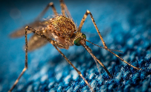 Ученые выяснили, как комары находят своих «жертв» 7
