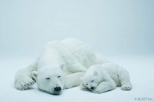 Японский специалист по спецэффектам создал реалистичные скульптуры спящих белых медведей, которых не отличить от настоящих (7 фото)