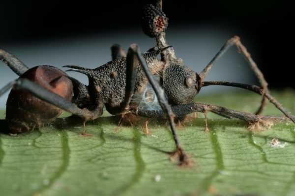 Зомби среди животных: оса-наездник, мокрица-присоска и гриб, вызывающий суицид у муравьев 43