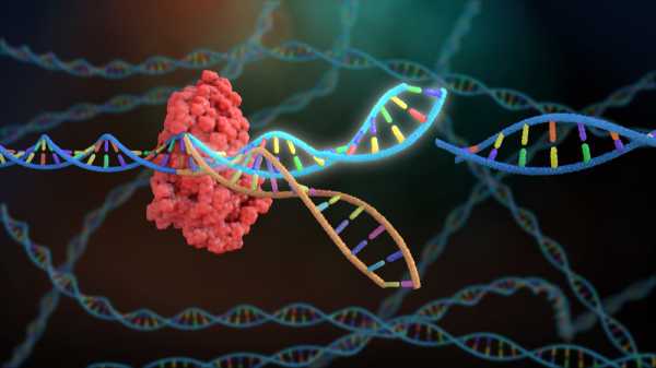 Новая технология редактирования генов повысит успешность CRISPR в 80 раз