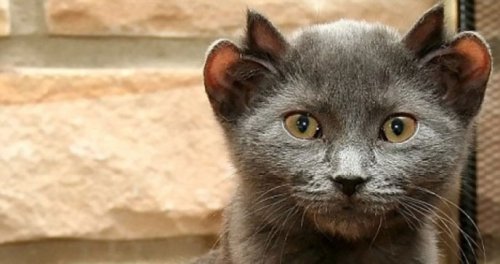 Знакомьтесь, это Йода, кошка с четырьмя ушами (6 фото)