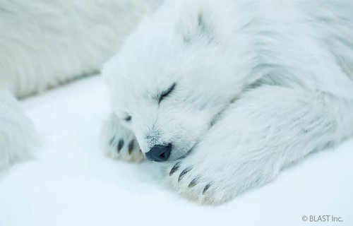 Японский специалист по спецэффектам создал реалистичные скульптуры спящих белых медведей, которых не отличить от настоящих (7 фото)