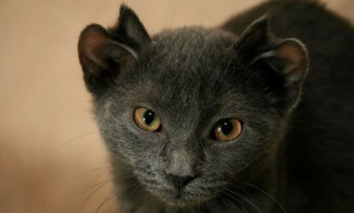 Знакомьтесь, это Йода, кошка с четырьмя ушами (6 фото)