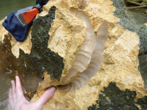 На Филиппинах нашли червей, которые питаются камнями