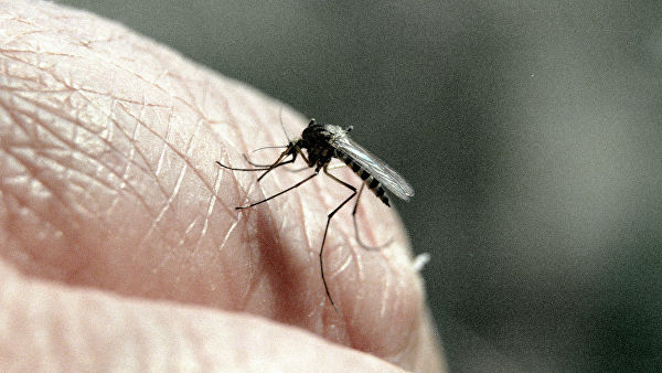 Раскрыт принцип выбора «жертвы» у комаров