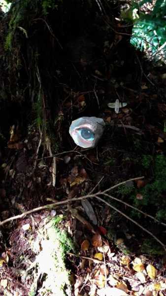 Художница собирает камни, рисует на них глаза и возвращает обратно в природу (10 фото)