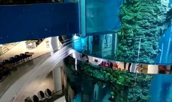 В ТЦ «Авиапарк» дал течь самый большой в Европе аквариум: видео 1