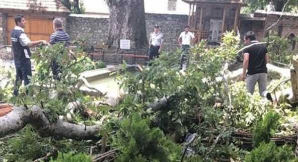Туристы пострадали при падении ветки векового дерева в Азербайджане 7