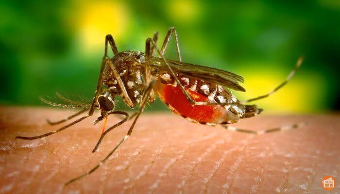 Могут ли комары переносить COVID-19