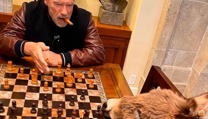 Шварценеггер обыгрывает ослицу в шахматы