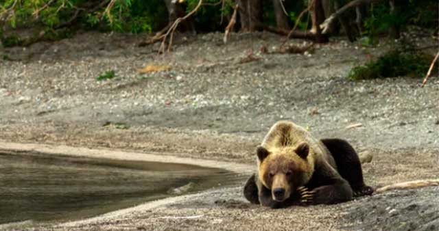 В Приморье медведь ранил еще одного человека