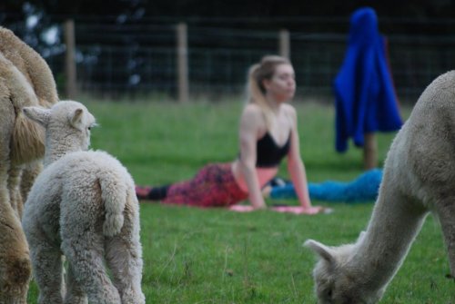 Rosebud Alpacas — британская ферма, предлагающая занятия йогой в компании лохматых альпака (7 фото) 35